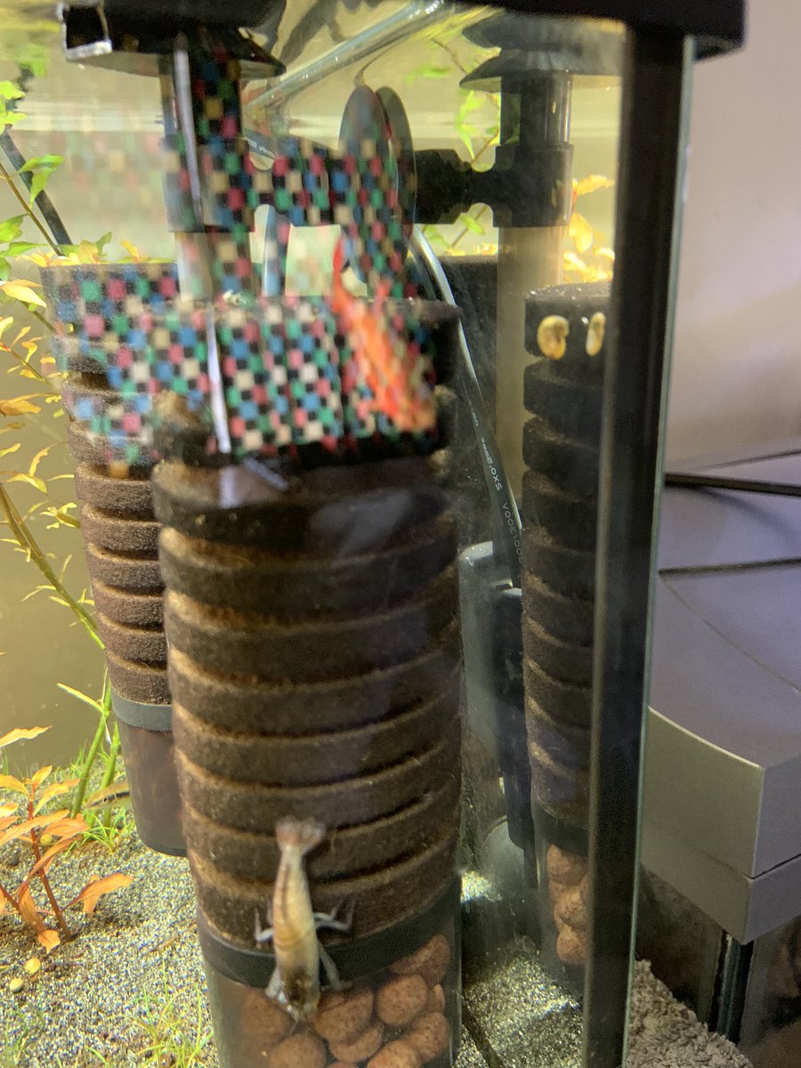 GM folks, so somehow, some way I have a baby snail. The nerites I have, lay their eggs in freshwater, but the eggs only hatch in brackish water, so this is a miracle in of itself.