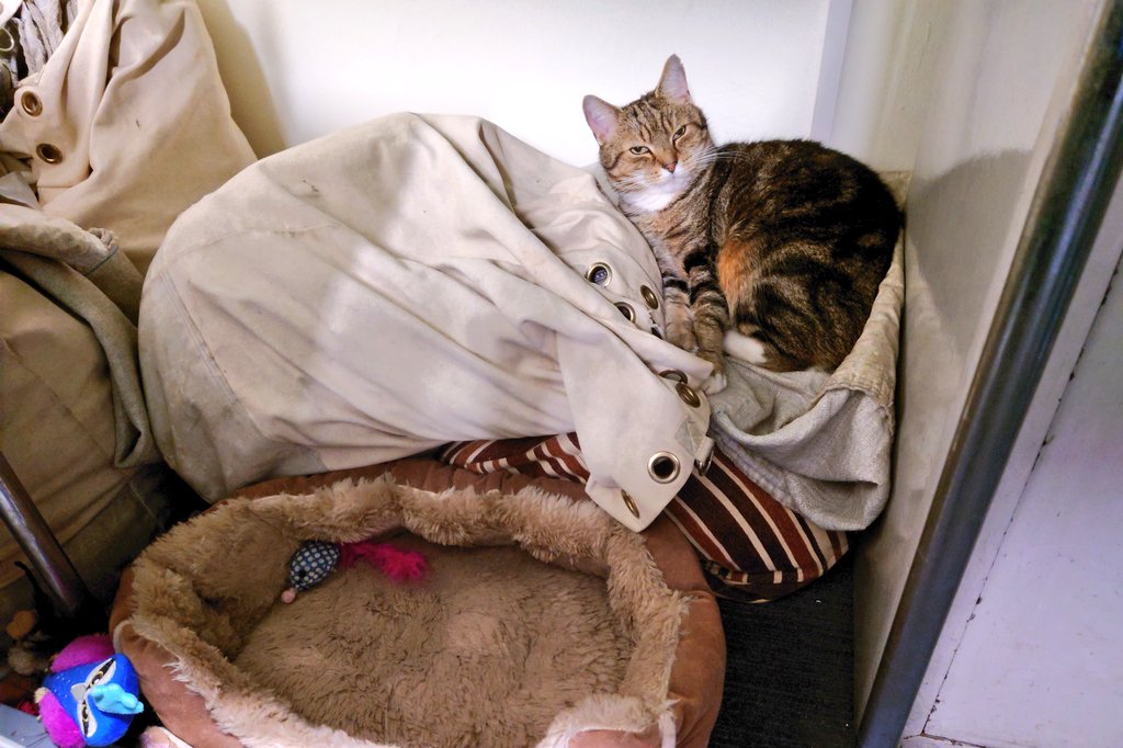 Longarmofthepaw's tweet image. Why sleep on one of my eight separate beds, when I have post sacks! 😹😺
#SpoiltForChoice
#SmittenKitten
#catlovers