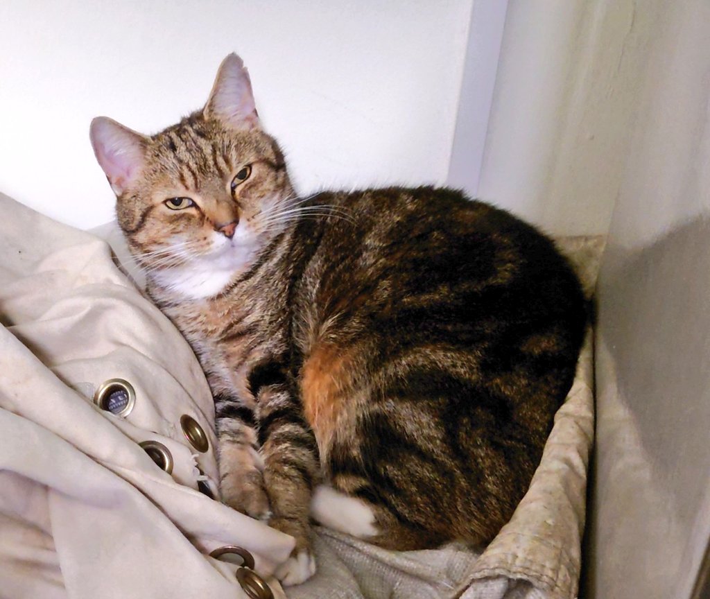 Longarmofthepaw's tweet image. Why sleep on one of my eight separate beds, when I have post sacks! 😹😺
#SpoiltForChoice
#SmittenKitten
#catlovers