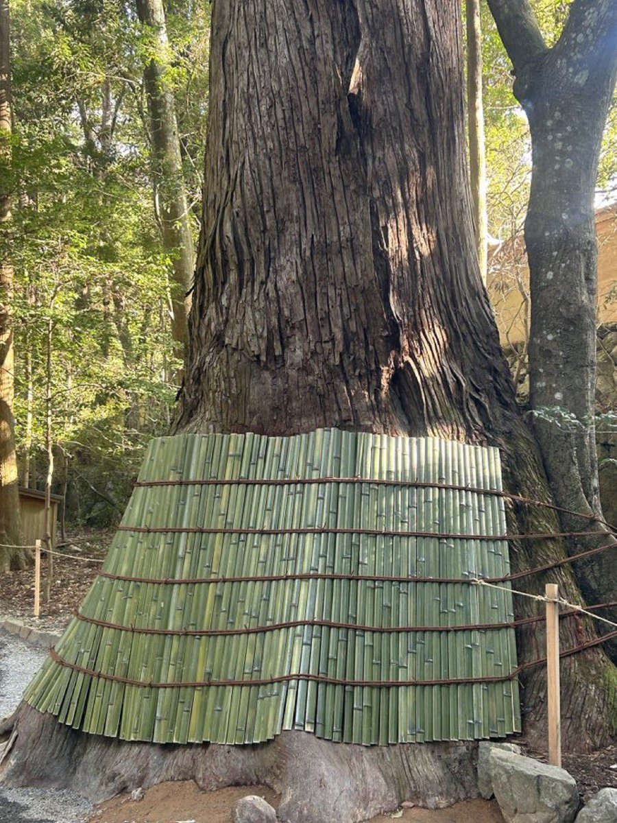 伊勢神宮の中のこちらの杉の木 竹を巻かれて安心していましたが、わざわざ竹のない場所を触る人や根っこに立つ人が多いです。 木がずいぶん弱っていますのでそっと見守ってください。