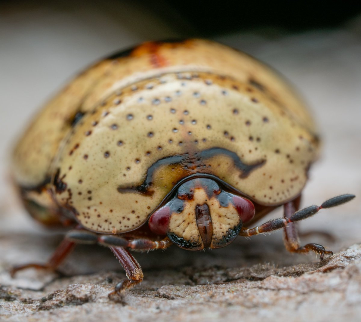 Another oddity that could easily have starred in starship troopers is this shieldbug. I'm pretty sure it's Megacopta cribraria. Single shot #beetle #Coleoptera #entomology #nature #life #tuesdayvibe