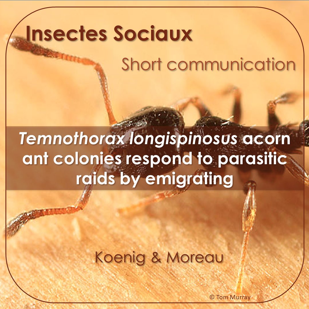 New short communication!📰 Koenig and @CorrieMoreau studied the emigration behavior of the ant T. longisponosus after a raid attack of a parasite ant.🐜 doi.org/10.1007/s00040… #insectessociaux #socialinsects #Behavioralecology #Emigration #nest #parasitism #ants #Temnothorax