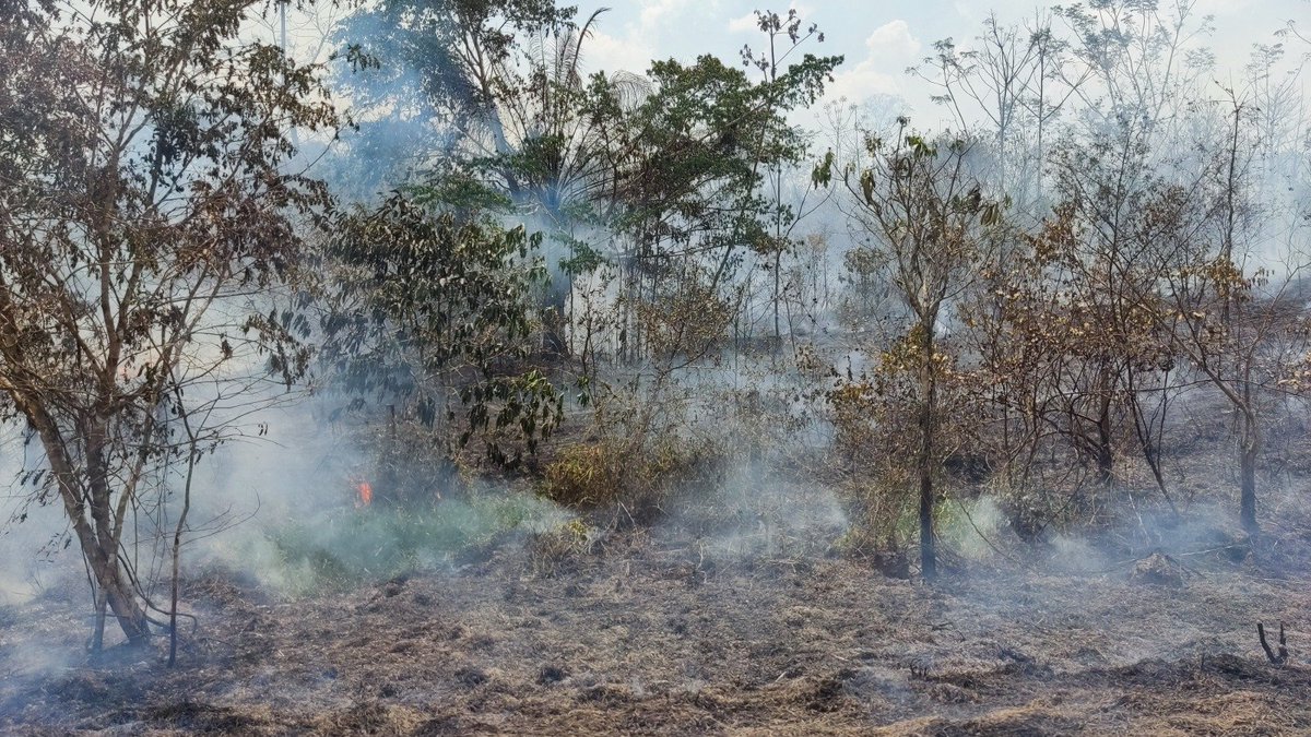 #Incêndios em áreas de florestas maduras cresceram 152% na #Amazônia em 2023, aponta estudo. Análises de imagens de satélite mostram que o aumento vai na contramão das quedas do desmatamento e do total de focos de calor no bioma. agencia.fapesp.br/51315