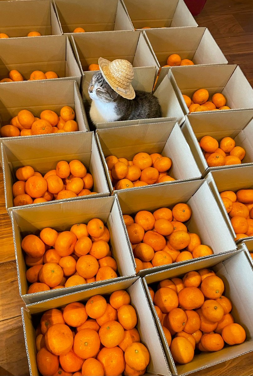 tangerines waiting to be shipped 🍊