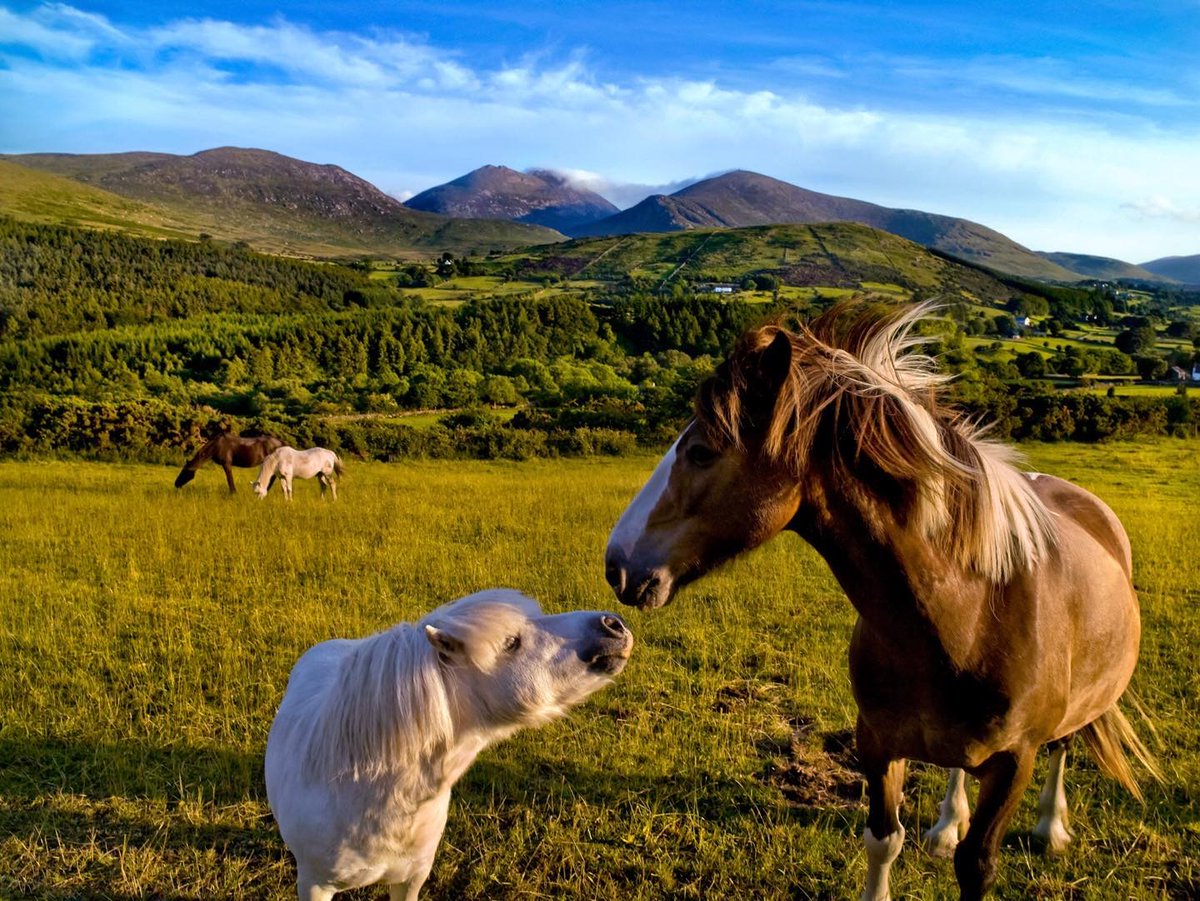 What a cute duo!🐴 📍The Mourne Mountains, County Down 📸instagram.com/chrishillphoto… #MourneMountains #CountyDown #OutdoorAdventures #FillYourHeartWithIreland