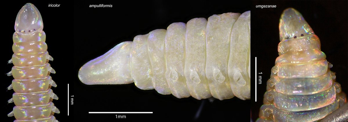 The first paper from our collaboration with @Iziko_Museums is out. Descriptions of new Arabella species from both UK (A. ampulliformis) and South Africa (A. umgazanae) will support accurate identifications & give clarity on Arabella iricolor #WormWednesday doi.org/10.1080/156270…