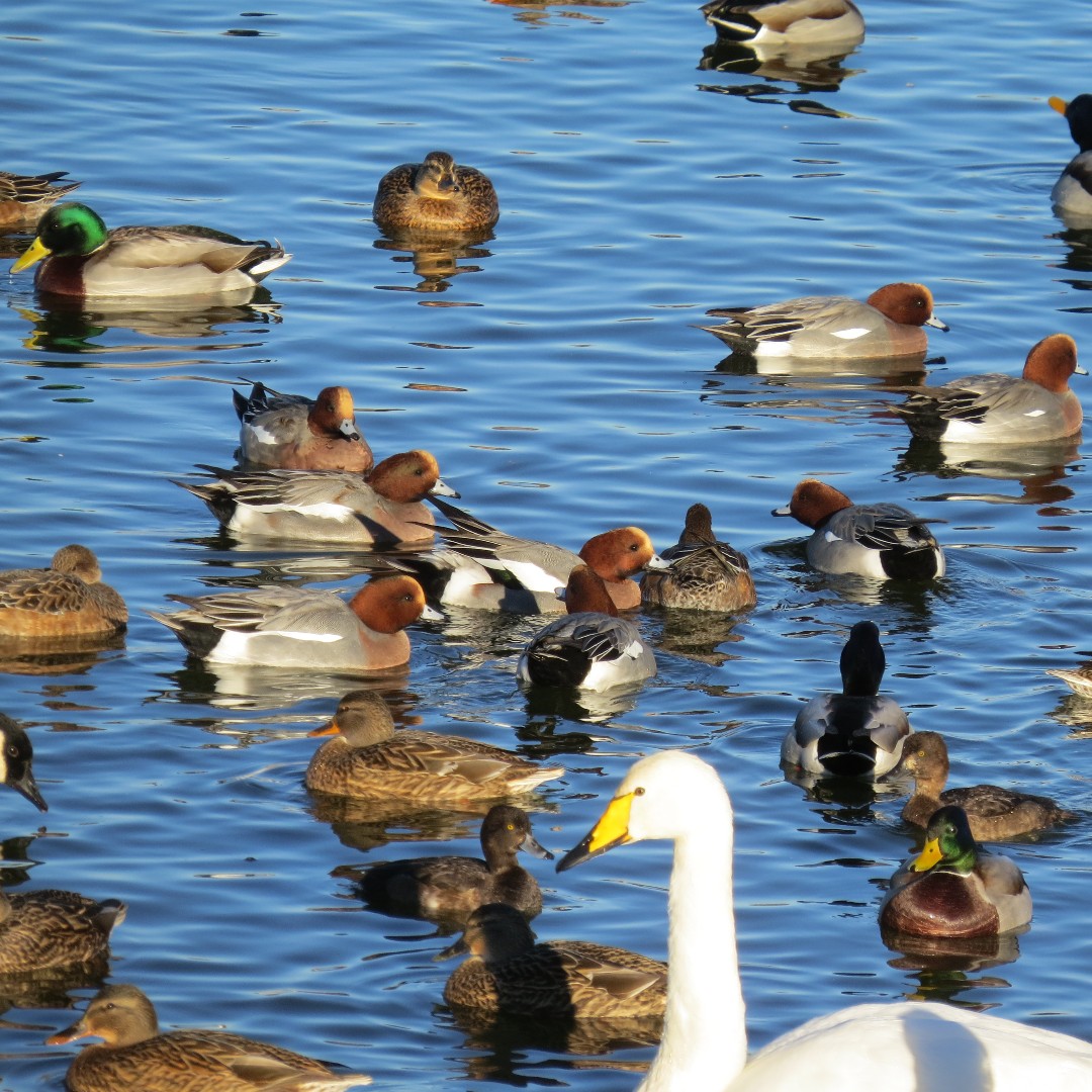 Gain confidence in birding with a friendly warden and learn more about wetlands and wildlife. Join us for our next beginner birding sessions on 27th and 28th April from 1-3pm. Included with admission. 🦆 Find out more: ow.ly/WSm850R8fte #birding #wildlife #nature