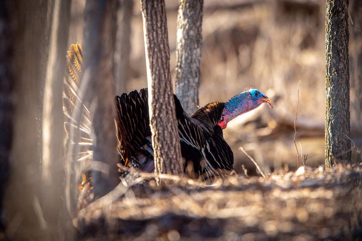 Toms have an uncanny ability to pinpoint the locations of our calls. Ears that capture sounds and route them independently to the brain, coupled with constant head movements to refine the direction and distance to sounds = precision! ⁦<a href="/NWTF_official/">The National Wild Turkey Federation</a>⁩ ⁦<a href="/wildturkeylab/">wildturkeylab</a>⁩