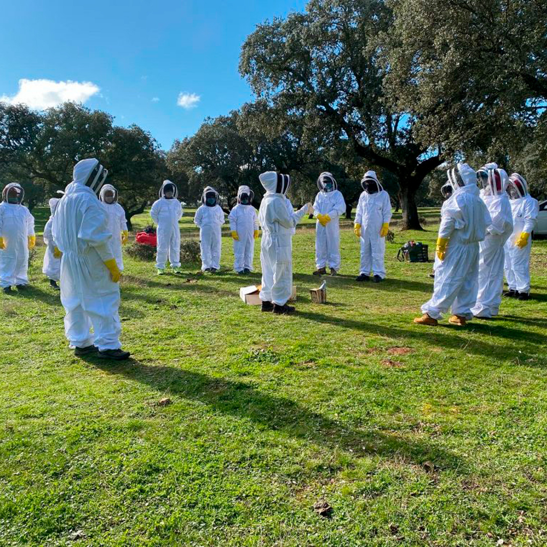 🐝 ¿Quieres convertirte en #apicultor por un día? ¿Te gustaría conocer más cosas sobre las #abejas? 🌳 En el @VilluercasGPark puedes hacerlo en #Guadalupe gracias a Geoabejas. ℹ️ Infórmate en geovilluercas.org/que-hacer/geo-… #miel #extremadura #educacion #villuercasibores #gastronomia