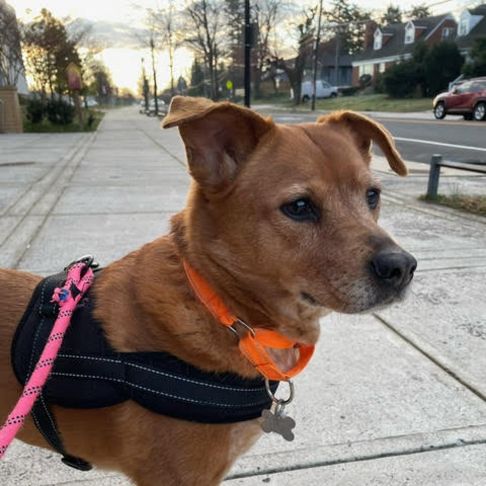 Meet Nellie! She's a mature 7 year old girl who enjoys the perfect combination of walks and lazy chill time. Nellie is already a pro at plenty of commands, but wouldn't be opposed to learning even more tricks! Learn more about her: ow.ly/4JEc50Ra46E