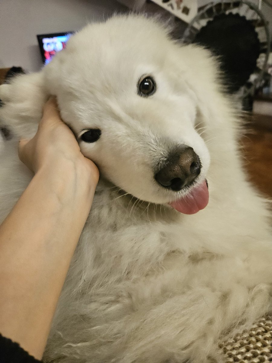 手を差しのべると、頭を乗せてくる。らぶ。