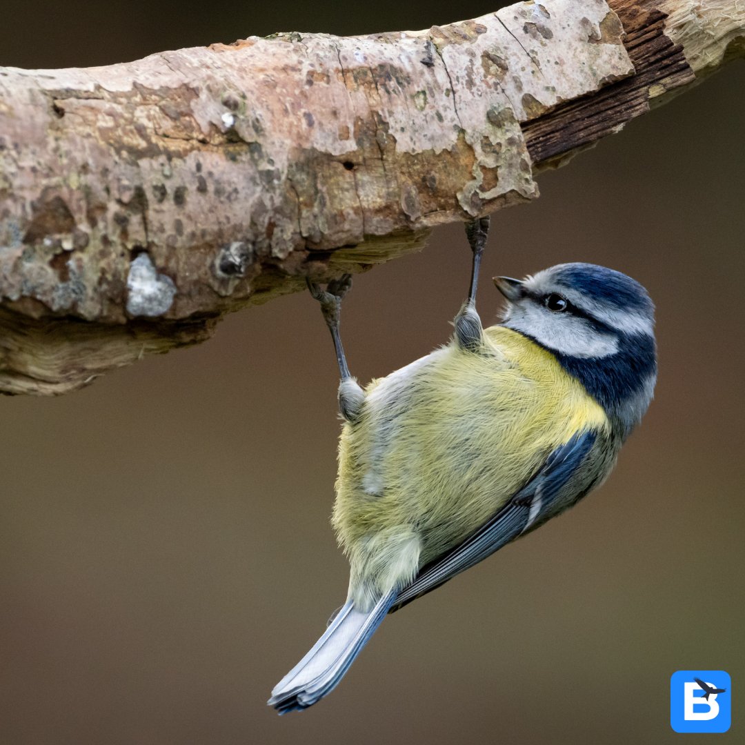 Is your world feeling a little upside-down? Take a birding break with Birda! Head up and head out to discover more birds! Log the birds you find on the Birda app, there's nothing like a bit of fresh air to clear your mind. What will you discover? #birding #birdwatching #birds