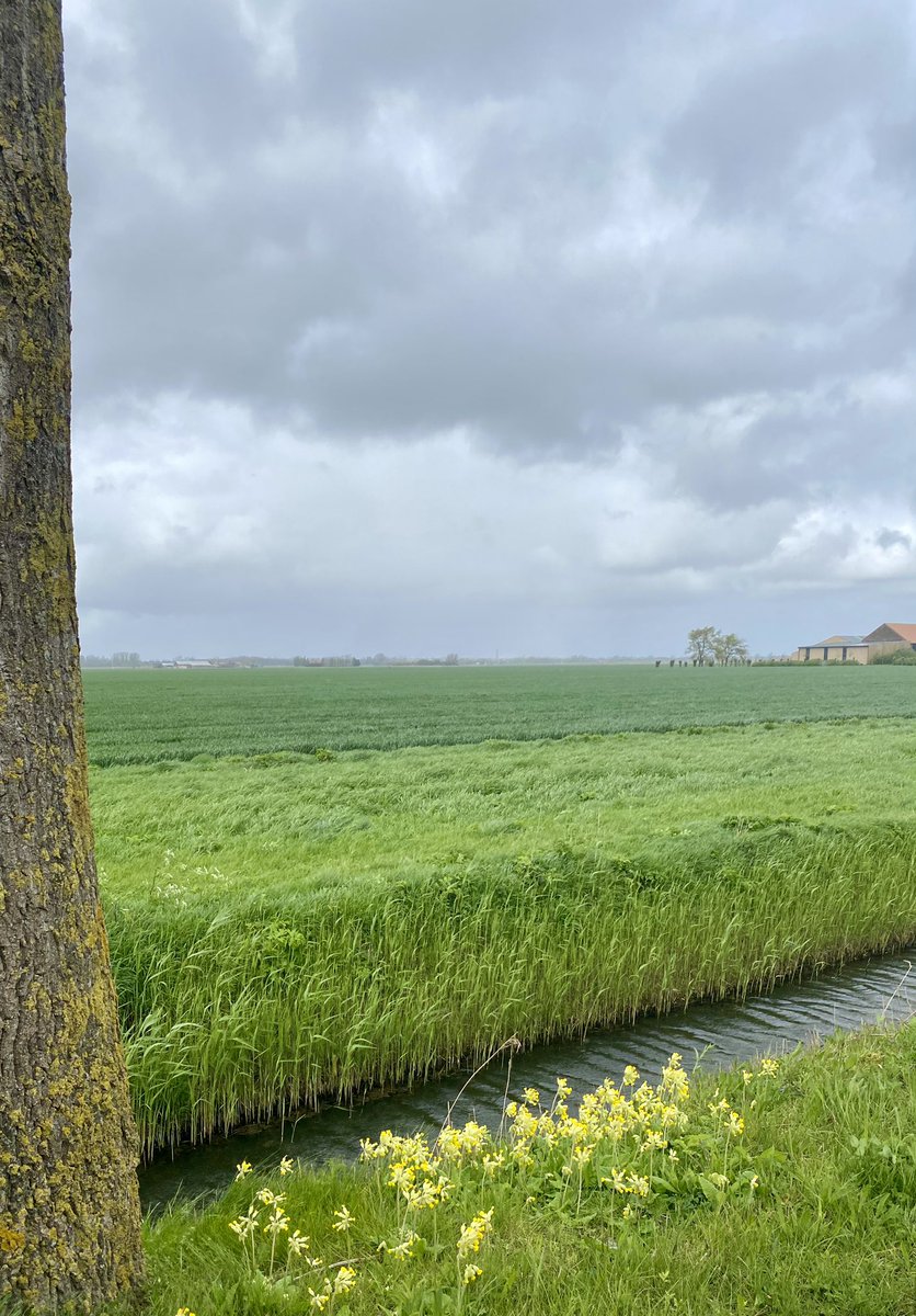 De Moeren Veurne 13u40 en 10° 🌧️ De gouden sleutelbloemen staan in bloei. #vrtweer