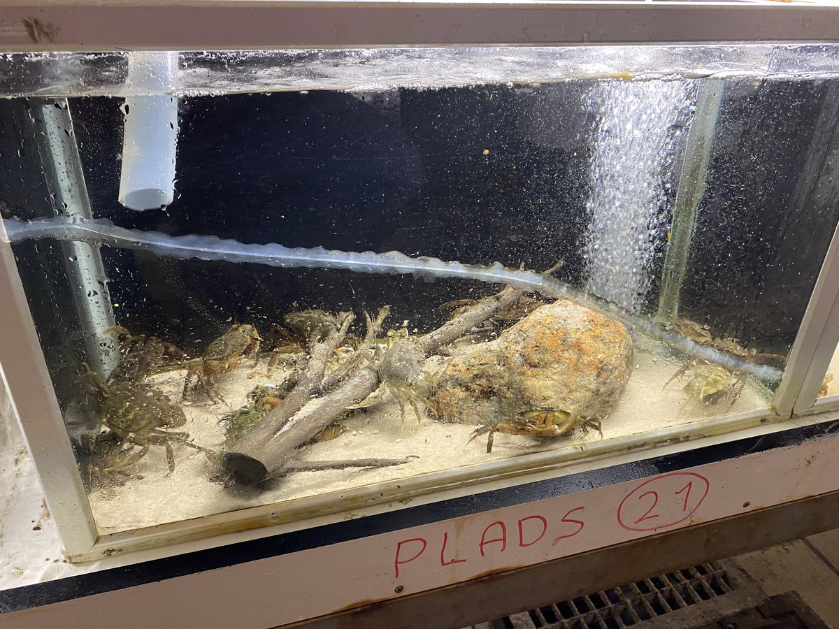 Huge thanks to Øresundsakvariet (oresundsakvariet.ku.dk) for providing green crabs for an experiment on the effects of crabs 🦀 on seagrass habitat restoration 🪸 @roskildeuni @seas_green