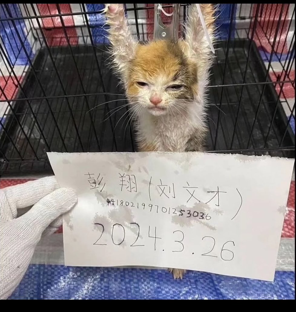 kintyumu79's tweet photo. 🐈‍⬛3月26日

皆さんは何をされていましたか

中国猫虐待グループは小さなあどけないこれから何がおこるのかも察知出来ない子猫を4時間に渡り拷問し虐待を楽しみその様子を動画配信しました

大きな男に何度も殴打され
わざと切れない刃物で背中を切り裂かれ
身体中の皮を少しずつ剥がされていきました

時間をかけて
拷問され続けました

子猫が泣き叫ぼうが
助けてくれる者は
いない

それどころか、
虐殺犯は喜んで
この間、
報酬を受け取っていた

子猫のか細い息があるのを
確認した虐殺犯は

最後に電気で
何度もショックを与え
子猫は殺されました

こいつらをそのまま
生かしておいて
良いのでしょうか

皆さんは
中国だからと
仕方がないと諦められますか
自分の家族が同じ事を
されて黙っていられますか

この子は愛されて当然
生きて当然でした

中国猫虐待グループ

こいつらの根本にあるのは
お金です
平気で嘘をつく
平気で笑う
普通に世の中に溶け込む

こいつらが誤ちを振り返る事はない
そういう人種は存在します
平気なんですよ
特にお金が絡むと

私達が何をしようが
どう動こうが
関係ない
こいつらにとって
猫殺しはビジネスなんです

隣の国の事だから放っておけと未だにいちいちDMを送ってくる人がいます

貴方が放っておけばいい
どうするかは
貴方の生き方よ

「対岸の火事」

貫いて下さい

私は中国の猫だろうが、
犬だろうが、豚だろうが、牛だろうが、ネズミだろうが
泣いて苦しいと叫んでいるならば助けたい

他者の痛みを我が痛みとして
感じる事が出来ないなんて
悲しすぎないですか

#中国猫のSOS 
#動物愛護に国境はない 
#中国猫虐待グループ撲滅
#中国猫虐待グループ壊滅