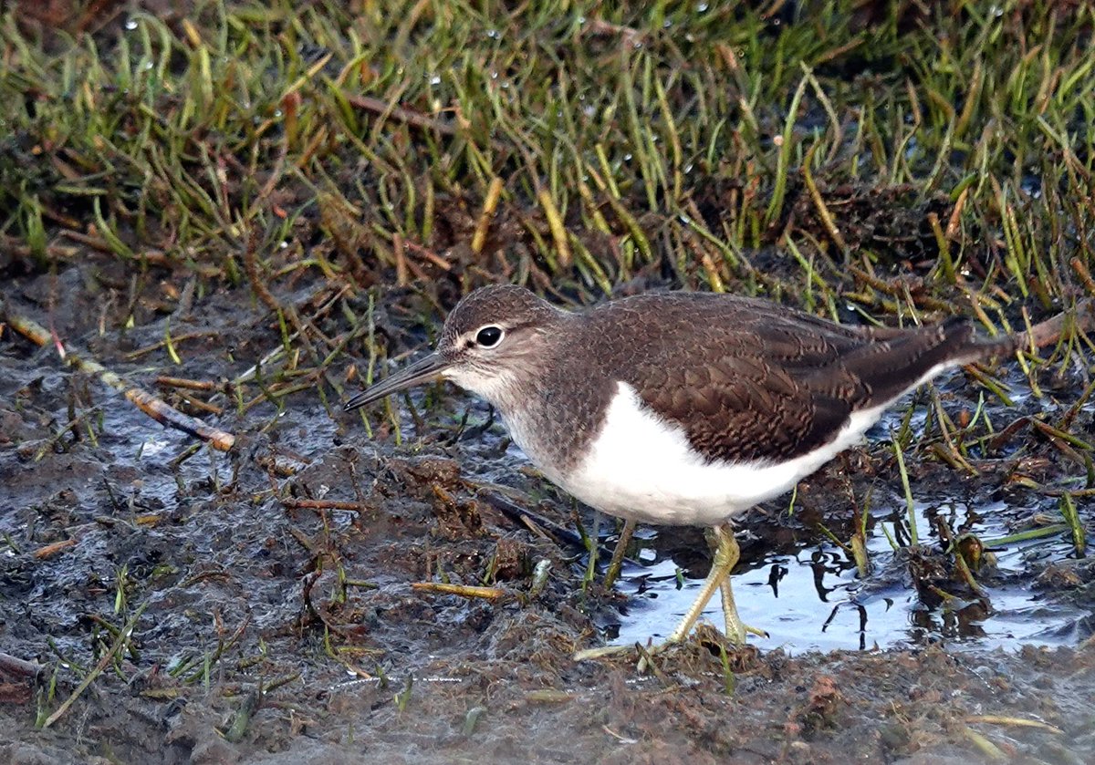 My first Common Sandpiper of the year was hunkered down from the howling north west wind on the East Pool Shore at Kenfig Pool. A little ray of hope on a dark day for the reserve. Photo from July 2023