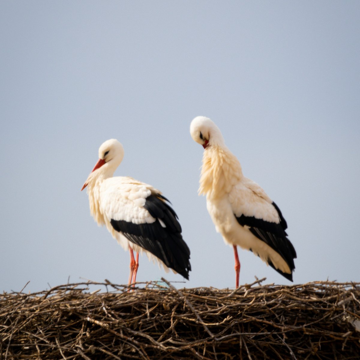 The storks are back!
The chimney next to the School of Applied Arts in the city of Šabac has been home to a pair of storks for 20 years, symbolically bringing spring to this part of Mačva.

#experienceSerbia #nature #spring