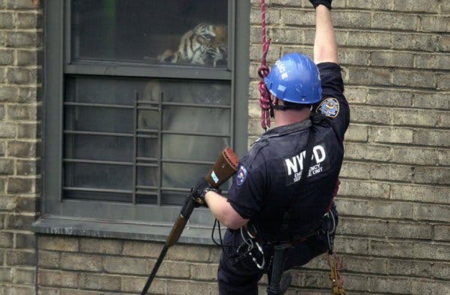 A NYC police officer comes face-to-face with Ming, a 350 lb tiger secretly living in an apartment.

Ming resided semi-publicly with his owner, Antoine Yates, in a room within Yates' five-bedroom apartment on the fifth floor of a sprawling public housing complex in Harlem.…