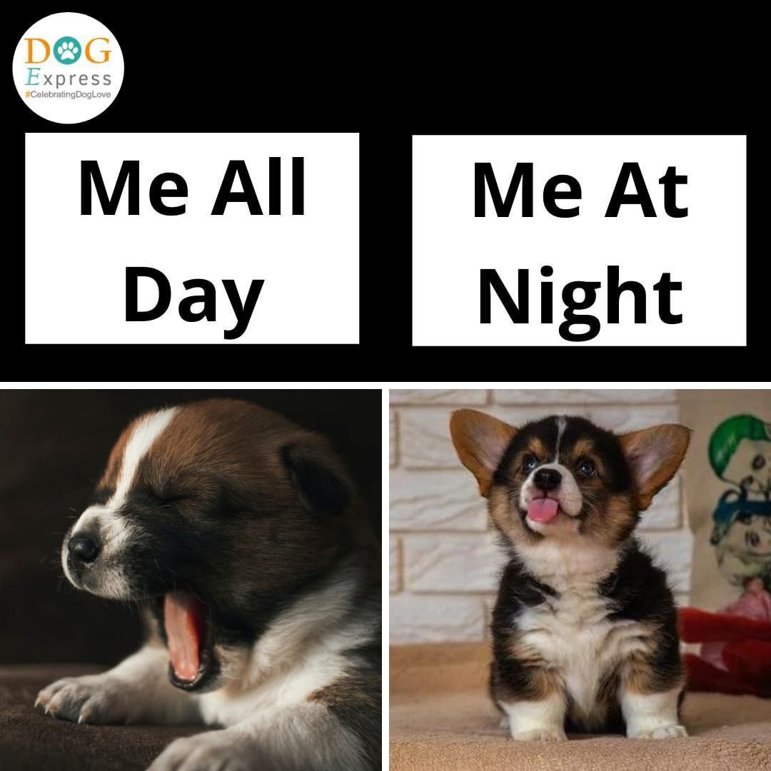 During the day, I'm drowsy, yet at night, I'm fully awake 🤔

#Dogexpress #Celebratingdoglove #Doglovers #Dogowners #lovemydog #doglove #doglife🐾 #dogindays #doginnight #sleepingdog #cutepuppy #dogstagram #dogsofinstagram