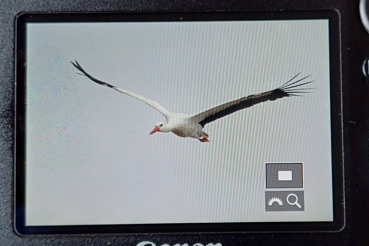 White Stork flew south over Stodmarsh lake @ 13:00. @KentishPlover @Britnatureguide @NatureUK @BirdGuides @RareBirdAlertUK