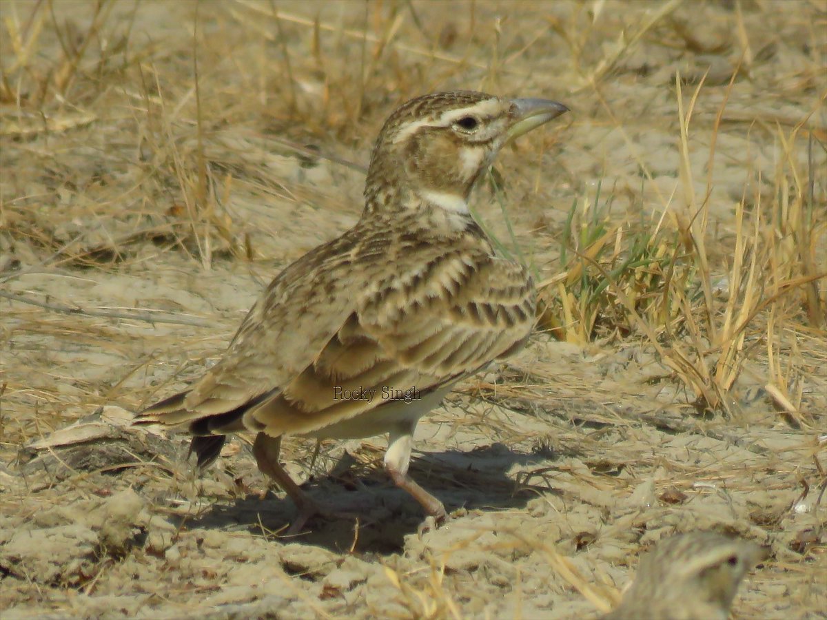 It’s the tough guy of the Lark world. The Bimaculated Lark is a winter visitor to India’s western regions. It prefers open scrub grassland and makes large mixed flocks with other Lark’s. It’s broad beak and larger size makes it easy to identify @indiaves