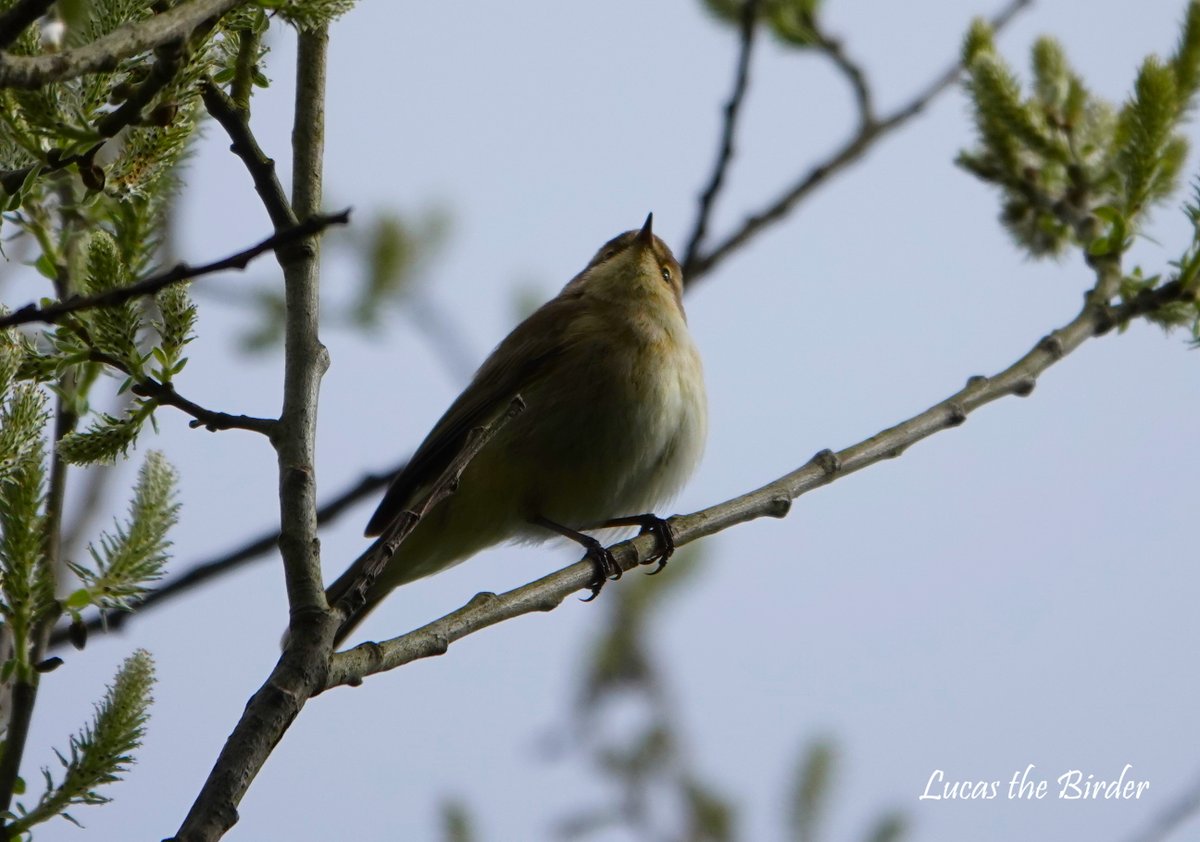 Chiffchaff. #warbler #birding #wildlife #twitternaturecommunity