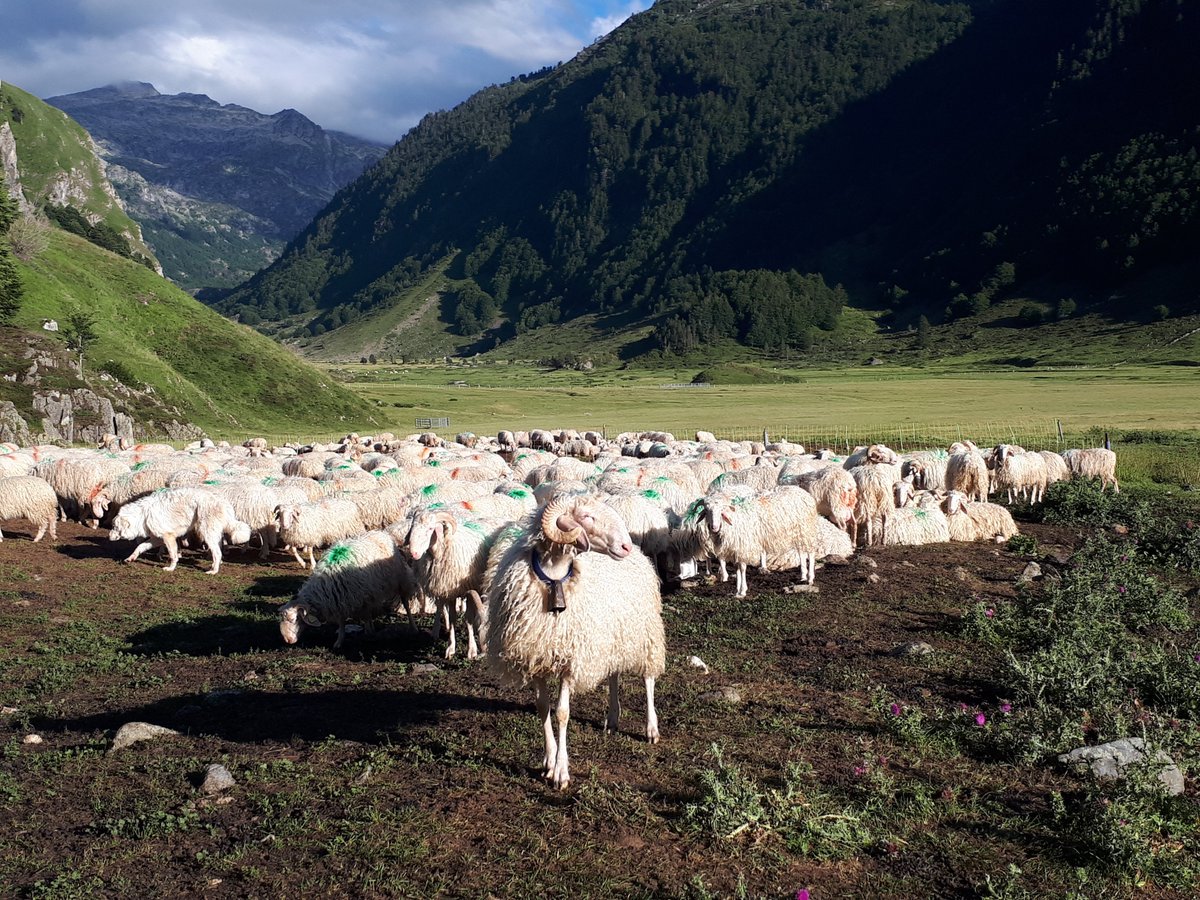 Des scientifiques ont mis en évidence une résistance inquiétante aux vermifuges de vers #parasites très pathogènes pour les #brebis laitières 🐑 ➡️Un résultat, qui permet d’alerter les acteurs de la filière ovins lait dans les Pyrénées-Atlantiques 📰url.inrae.fr/3PUBC2t