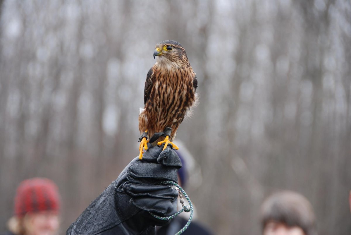 This Saturday, join NPCA's Katy Sokoloski, Niagara Peninsula Hawkwatch volunteers, and the @LPPLibraryON for a guided birding and hawkwatch hike 🦅 at the beautiful Beamer Memorial CA! 🦉REGISTRATION REQUIRED. Learn more about this & future events at buff.ly/2sdfCVJ 📅