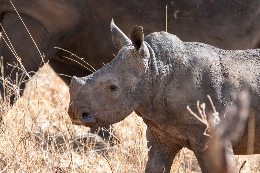 The KWS Rhino Sanctuary in Meru National Park is a safe haven for black and white rhinos in the diverse landscape. With funding and equipment from Born Free, rangers carry out daily monitoring patrols of the resident rhino population. Adopt a rhino today! ow.ly/fBNv50QXB6X