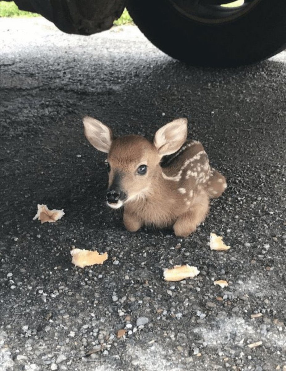車の下覗いたら鹿の赤ちゃんいた様子、可愛い。