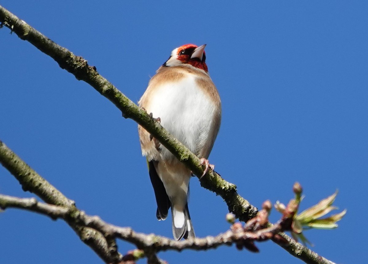 Goldfinch at RSPB Ham Wall. #Finches #goldfinch #birds #birdsoftwitter #birdphotography