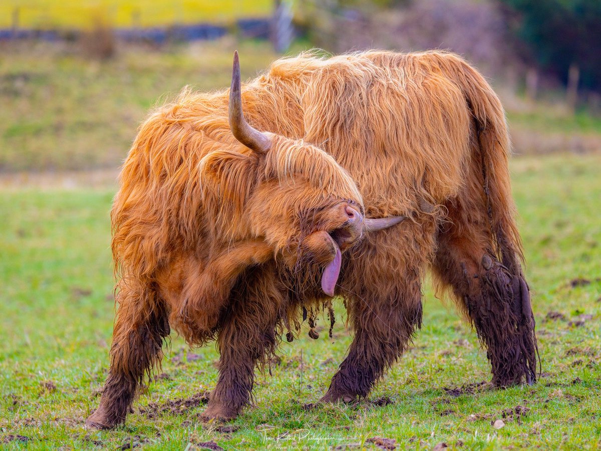 Just in a silly, goofy mood! Happy (and itchy) #coosday 📸 thekiltedphoto