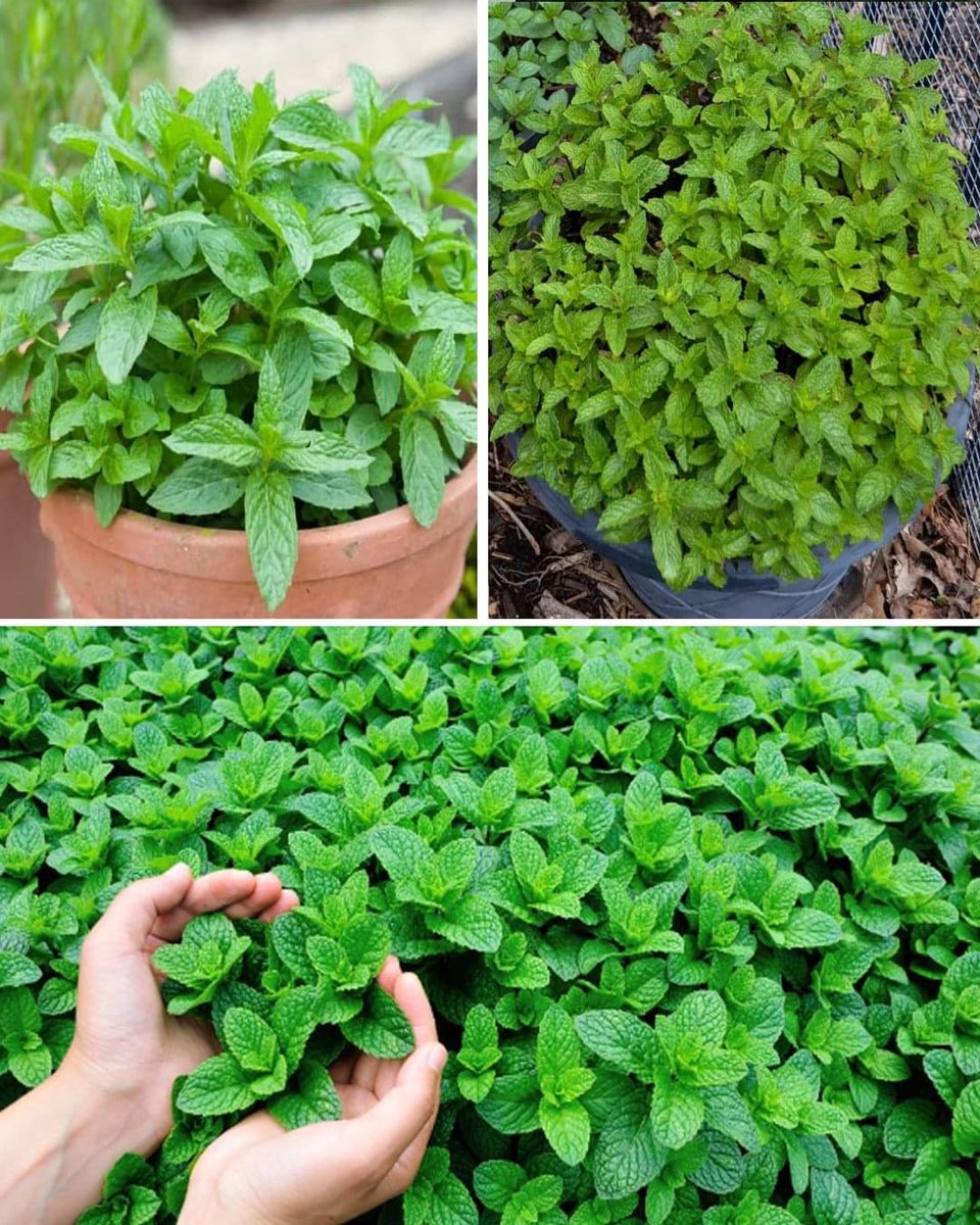 How to Plant Mint in a Cup for Decorating and Fragrancing Your Home 🏡