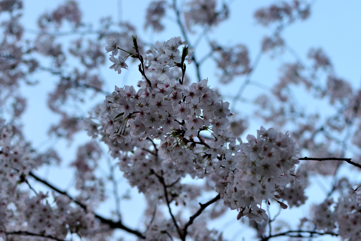 今年の桜、その１
🌸目黒川... 人が多い

#桜