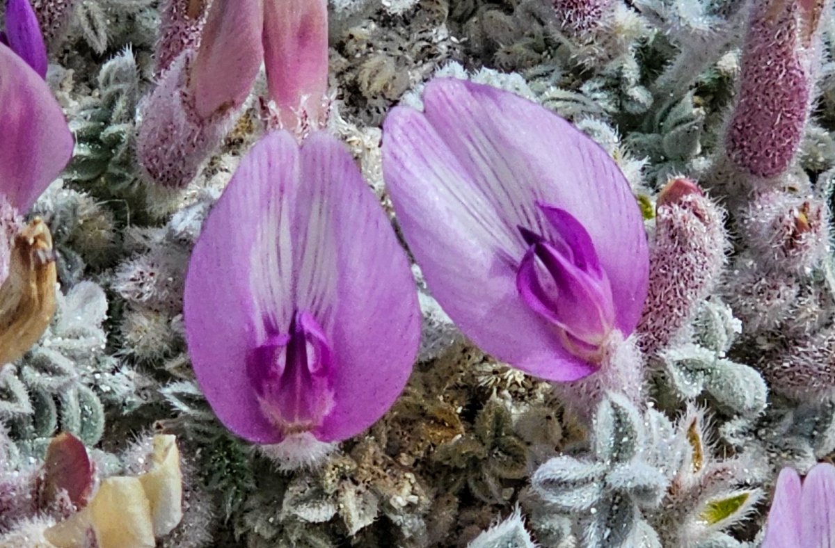 I went out to see my friend the Ash Meadows milkvetch (Astragalus phoenix) on Sunday. It's doing quite well this year, very floriferous. A marked contrast to how dismal this species looked during the drought. This plant is listed as threatened and is in a precarious state.