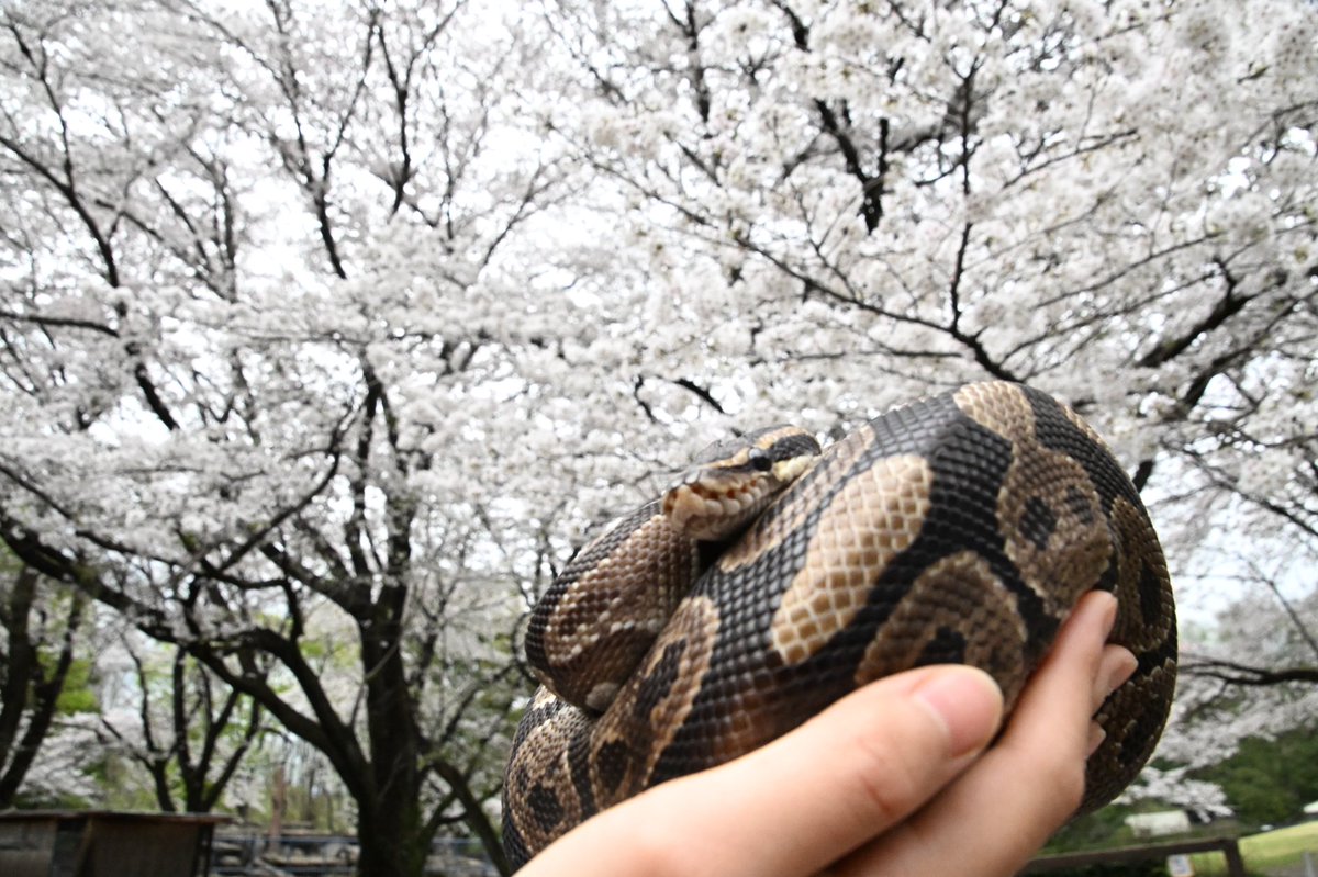 ボールパイソンのエリザベスも一緒に🌸
 #智光山公園こども動物園 #ボールパイソン