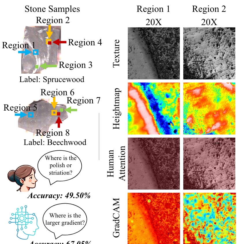 We also look at the difference between the areas that convolutional neural networks (CNNs) and human experts pay attention to when they classify images. (2/3)