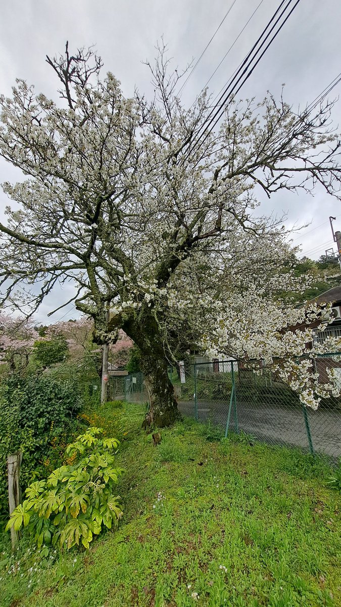 Today's rain finished off most of the somei-yoshino trees today but the big old Oshima-zakura next to Amami Station is just reaching peak. And it looks like some time next week the yaezakura will come into their own stride.