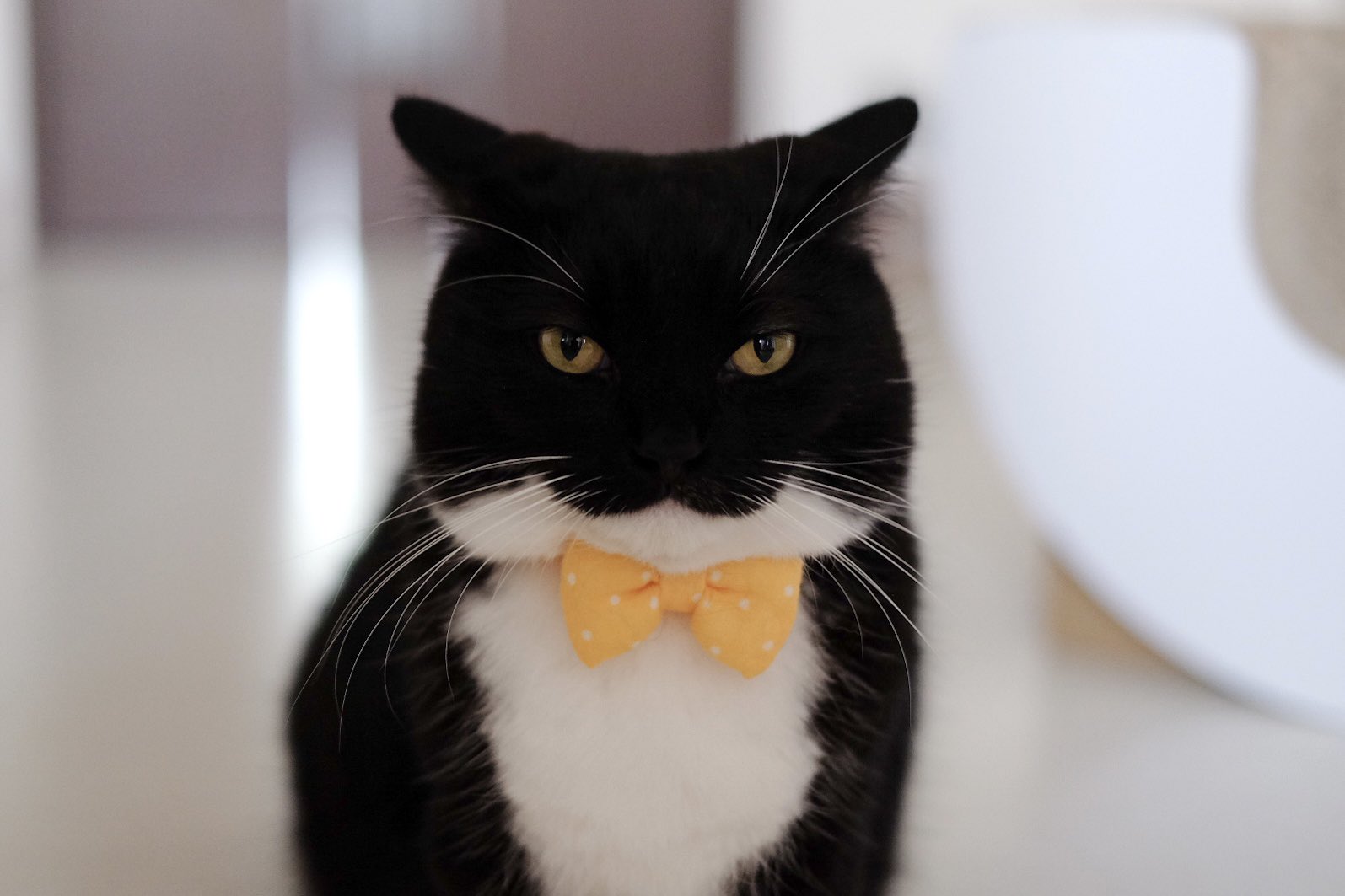 黒猫アルル on X: 