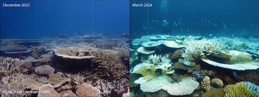 At AOML, oceanographer Jennifer McWhorter's research investigates the effects of open ocean dynamics on coral reefs and is involved in the Biogeochemical-Argo program. Check out her new study here: bit.ly/4cMzpQH
