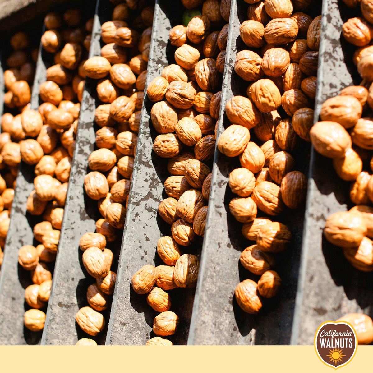 #QualityFirst 
At #CaliforniaWalnuts, we believe in not only setting the quality bars high but also exceeding it! Our produce goes through rigorous quality checks to ensure they surpass quality standards set by the California state and the US Department of Agriculture. 
#PureGold