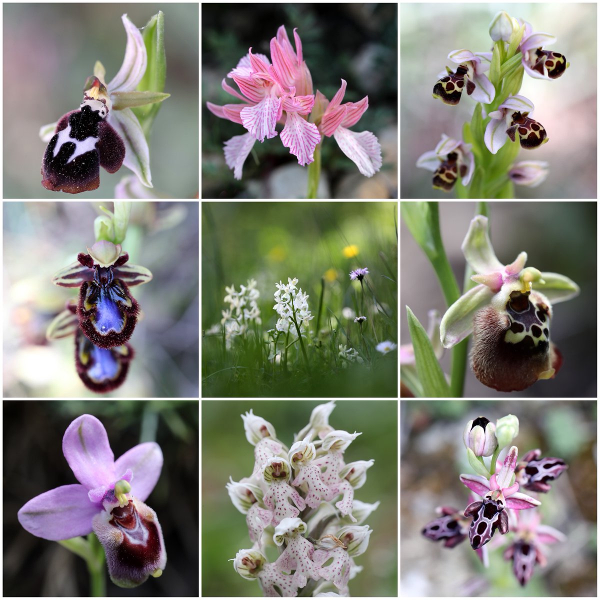 Just a handful of the over 50 species of #orchid we found with our guests on last week's wonderful #OrchidsOfRhodes tour. Next year's tour is already filling fast. If you'd like to travel with those who know Rhodes' orchids best, full details here: mariposanature.com/tours/botanica…