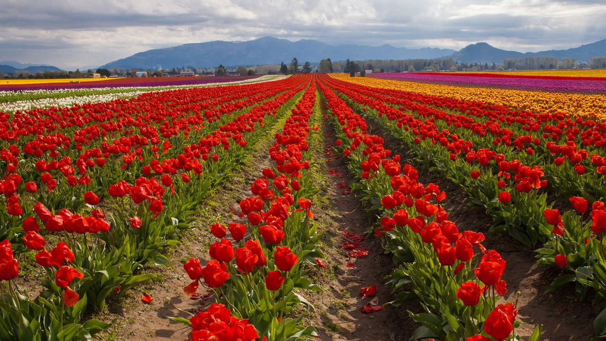 Tulip fields in Spring, Skagit Valley, Washington ⛰️🌷🌷🌷⛰️🇺🇸🌞
#TulipTuesday #tuesdayvibe #TuesdayFeeling #TuesdayMorning #NaturePhotography #NatureBeauty