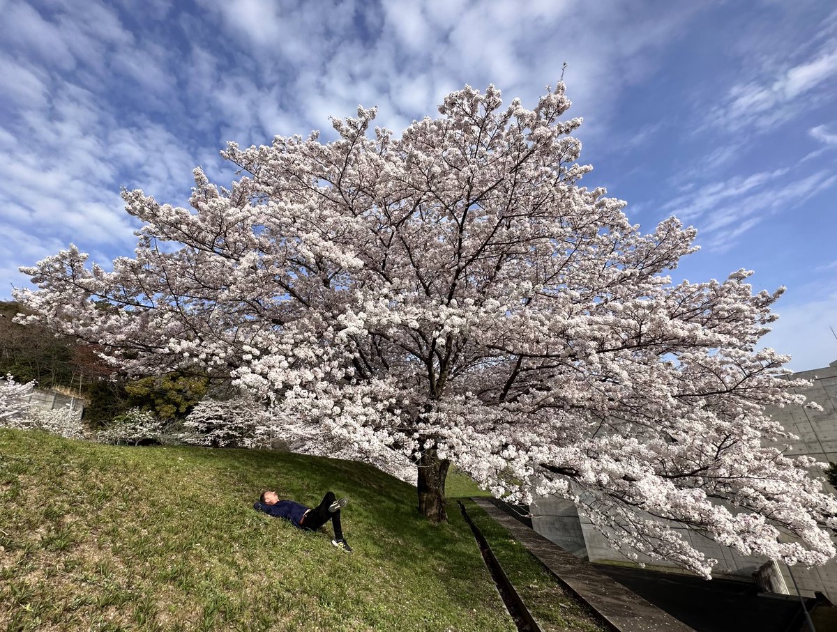 I don't lie around staring at cherry blossoms, wondering what to do next in my life—but sometimes I do. #花見 #桜 #hanami #cherryblossoms #japan #april #spring