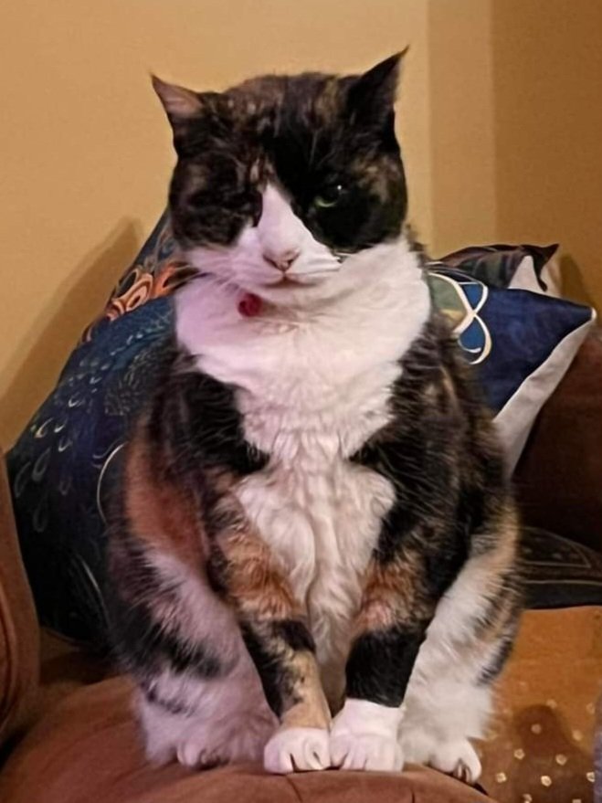 CatsMissing's tweet photo. 🆘️🆘️🆘️#FindBingo 🐈 17 YEAR OLD Female #LostCat Vanished 6/4/24 from Knoll Est #Hove #BN3
Last seen Egmont Rd
Calico colouringn Tri colour- white, tabby/ginger, black
Never usually leaves garden!
Slightly deaf
🙏Check Gardens/Sheds/Garages etc
https://t.co/WtSSSacOTv https://t.co/vm26zwx7GS