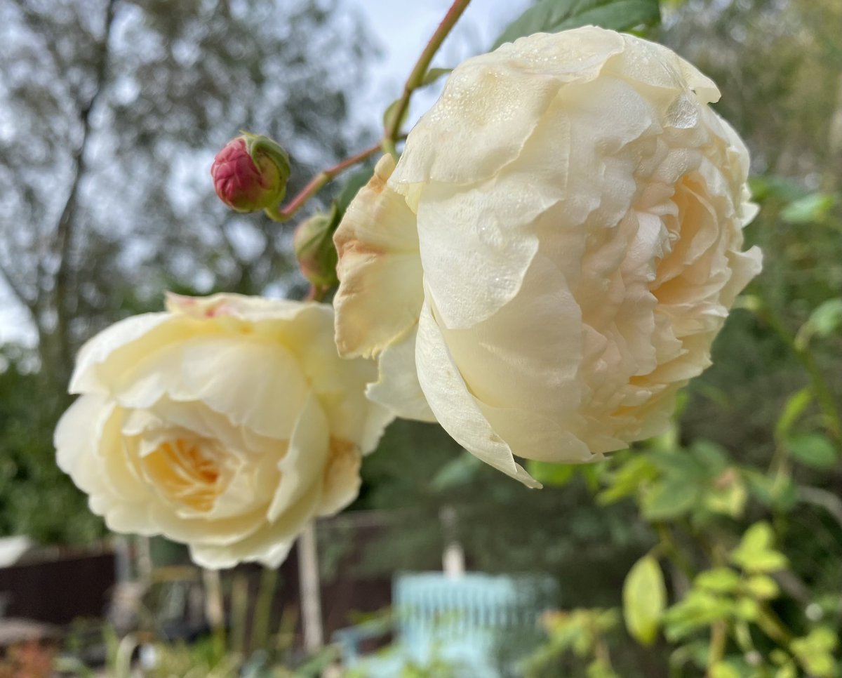 #TwoForTuesday Claire Austin 💛🤍 #GardeningX #RoseADay #GardeningTwitter #Roses