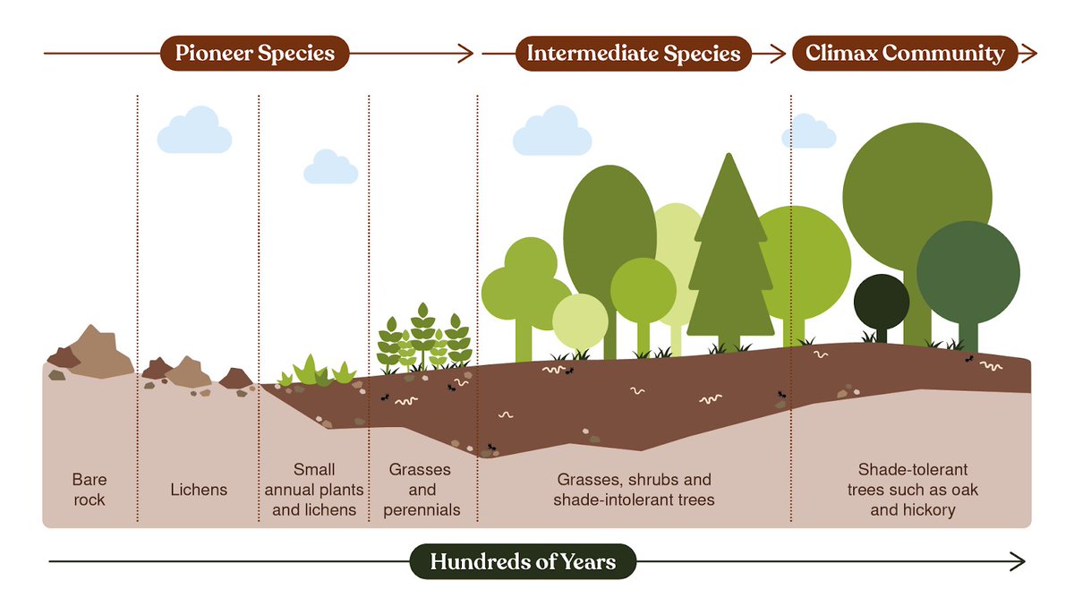What actually makes #soil? 🌱 Rocks break down gradually through water, wind, temperature shifts and more. Pioneer plants emerge, leading to lush forests. 🌿 Plants enrich soil with organic matter, while microorganisms enhance its health.