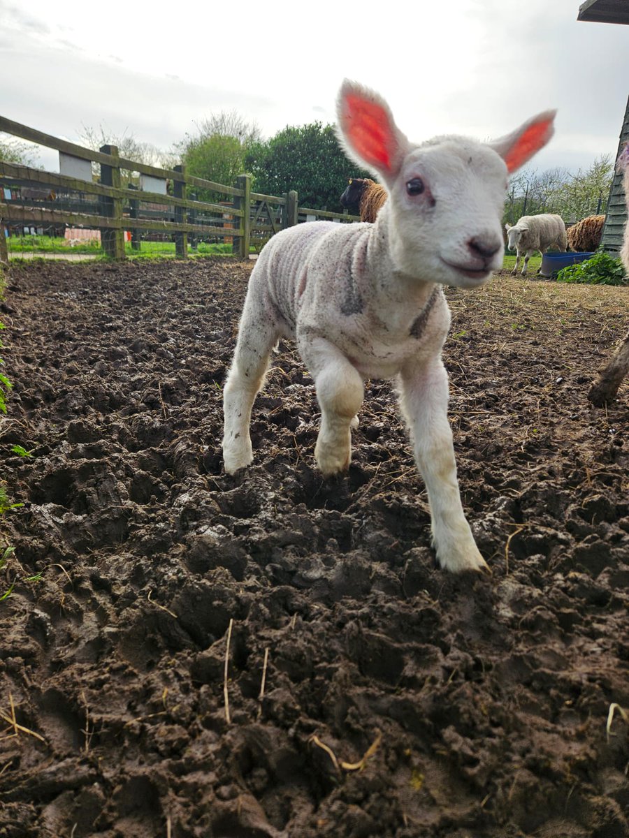 Here's a little lamb to brighten up your day!