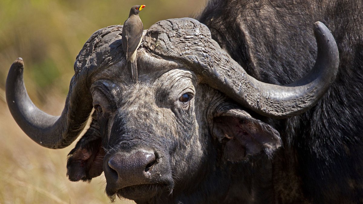 The Cape Buffalo have a symbiotic relationship with the Oxpecker birds. The Oxpeckers sit on the buffalo eating any ticks or insects. They also warn the buffalo if danger is nearby. 💊