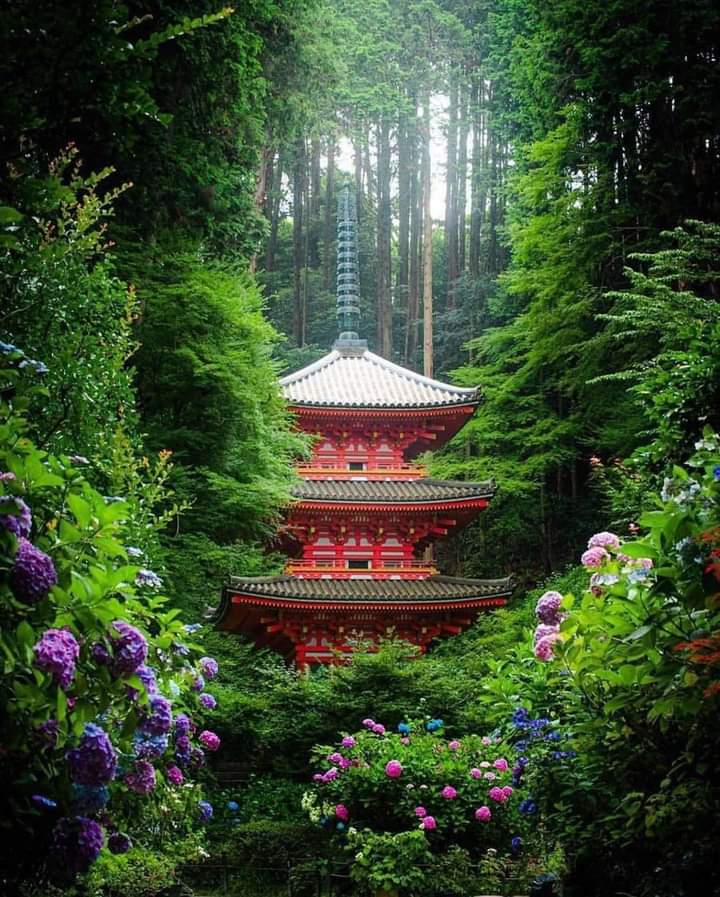 Kyoto, Japão! 💚 #TercaLiberdadeNoSDV #NatureBeauty